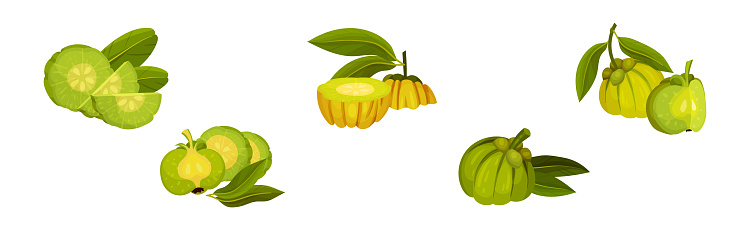 Garcinia Cambogia Fruit as South Tropical Species Vector Set. Fresh and Ripe Organic Food