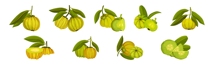 Garcinia Cambogia Fruit as South Tropical Species Vector Set. Fresh and Ripe Organic Food