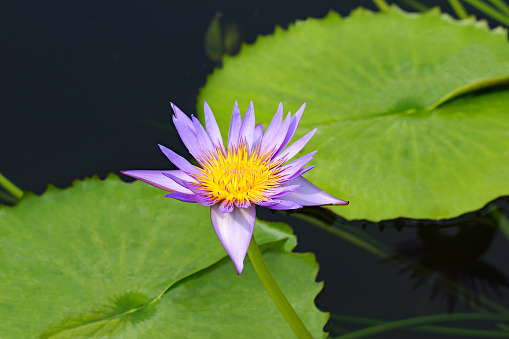 Lotus. Lotus flower on a water. Pink Lotus Flower at Botanical Garden