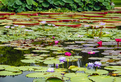 Waterlilies in a pond.