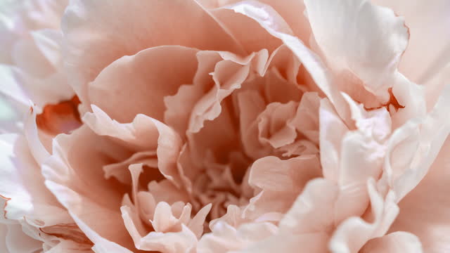 Beautiful Peony background. Blooming peony flower open, time lapse, close-up. Wedding backdrop, Valentine's Day concept. 4K UHD video timelapse. Macro. peach color