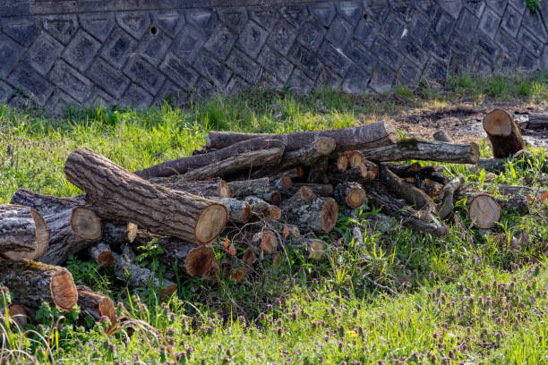 istock large amount of firewood 2148183317