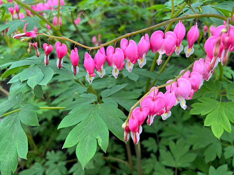Footage of Bleeding-heart flowers. \nShot with Canon R5