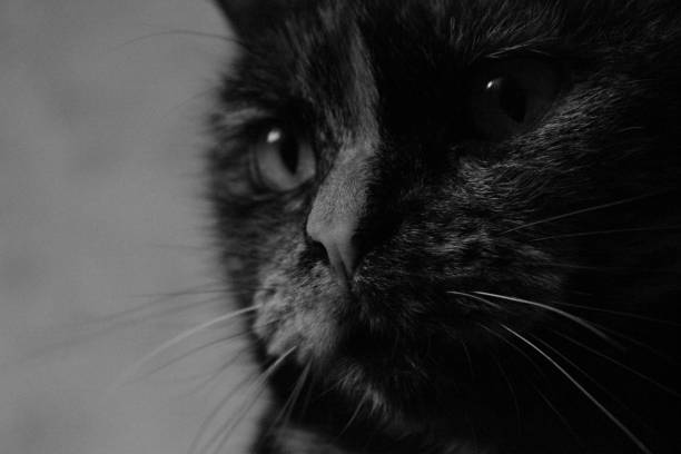 istock Black and White portrait of cute cat 2148183636