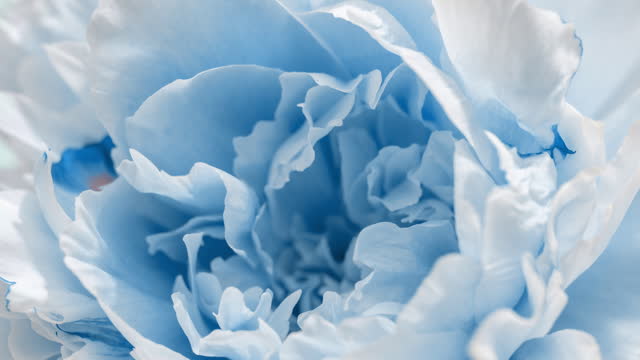 Beautiful blue Peony background. Blooming peony flower open, time lapse, close-up. Wedding backdrop, Valentine's Day concept. 4K UHD video timelapse. Macro