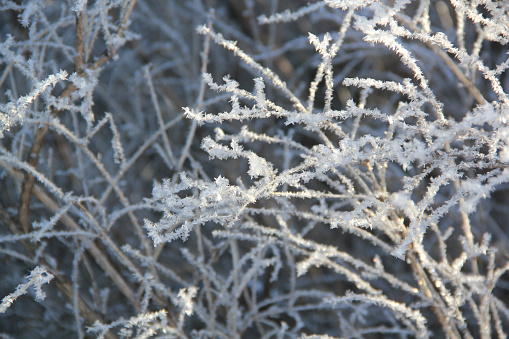 A detailed view of a plants branches covered in white frost, creating a winter texture background. The frosty coating adds a delicate and cold touch to the plant.