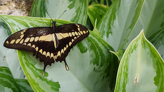 Close-up butterfly on Vegetation