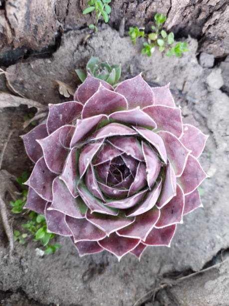 Sempervivum succulent or rock rose evergreens