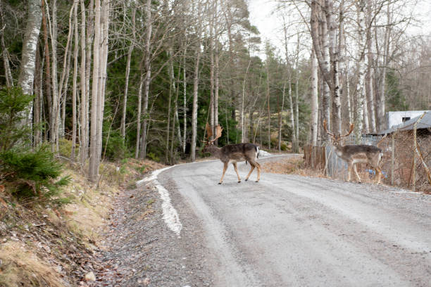 istock Two deers cross across the road in Sweden 2148185461
