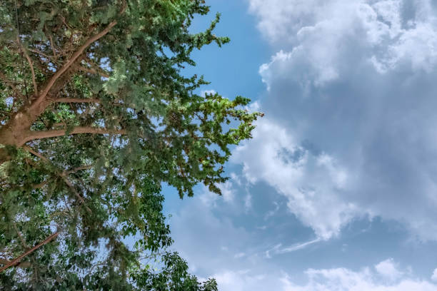 An apple tree with a cloudy sky in the background.