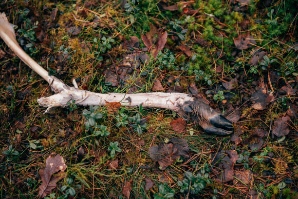 Found Deer Leg Found in Forest. Deer Hind Leg Discovered in Woods.