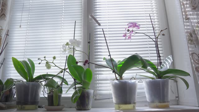 Orchid flowers growing in flower pots stand on windowsill of house.