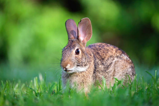 istock Grey small hare eating grass on summer field. Wild rabbit in nature 2148186705