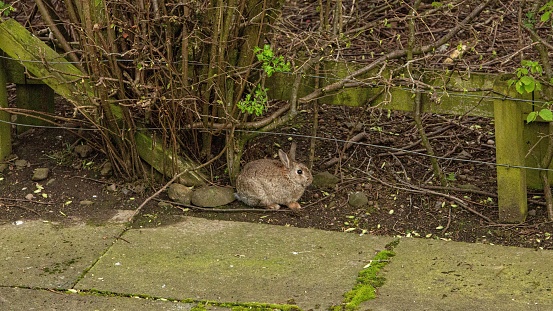 Rabbits Of The Village Woodlands.