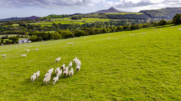 aerial view of a flock of sheep grazing, sheep grazing on a meadow in ireland, aerial view of a lush green pasture with sheep grazing in ireland - rebanho de carneiros imagens e fotografias de stock