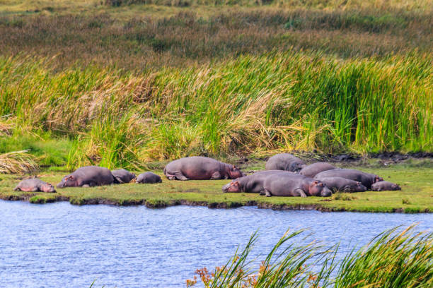 group of hippos (hippopotamus amphibius) laying on a lakeshore in ngorongoro crater national park, tanzania - lake volcano volcanic crater riverbank photos et images de collection