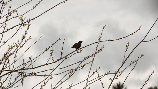 Black Bird On Tree Limb.