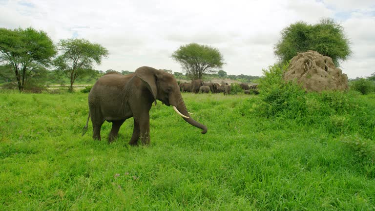 Stunning footage of an adult elephant grazing fresh grass.