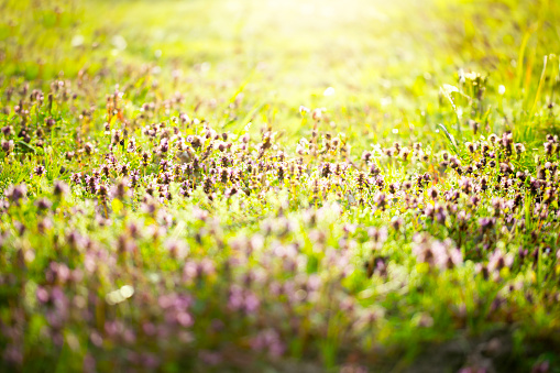 Wallpaper with spring meadow flowers during sunny day. Green expanses of blooming flowers against sunset.