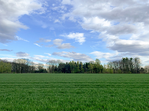 Agricultural field with green cereals growing on it