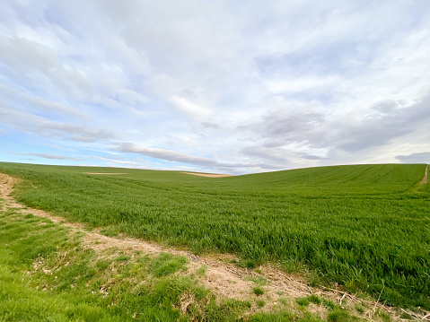 Agricultural field with green cereals growing on it