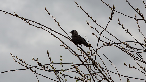 Sideview Of Jackdaw In Treetop.