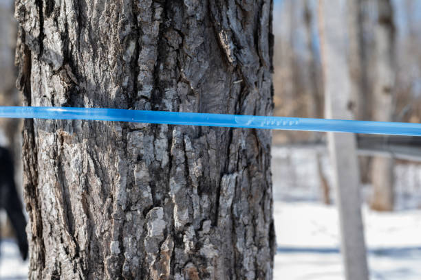 istock Maple with tube for maple sap (water) harvest 2148190550