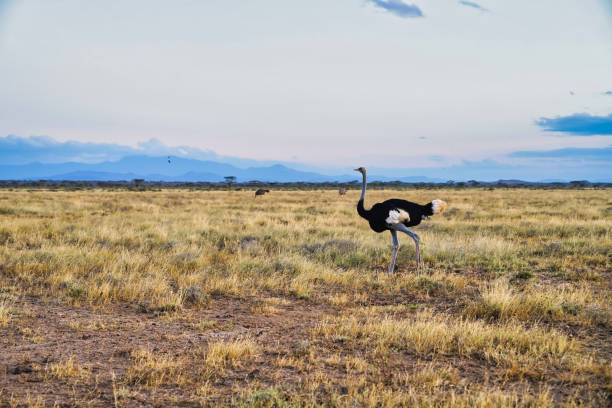 Somali Ostrich Male A beautiful scene of a lone endangered Somali male Ostrich moving through the samburu grasslands in the late evening at the Buffalo Springs Reserve in Samburu County, Kenya somali ostrich stock pictures, royalty-free photos & images
