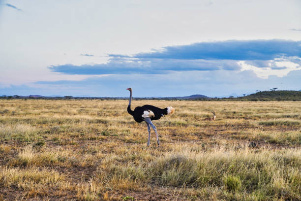 Somali Ostrich Male A lone endangered male Somali Ostrich,native to North Kenya roams the vast dry grass plains of the Samburu reserve while a grants gazelle rests at the Buffalo Springs Reserve in Samburu County, Kenya somali ostrich stock pictures, royalty-free photos & images