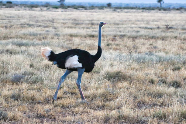 Somali Ostrich Male A Somali Ostrich male, endangered and native to North Kenya in mid-stride while running through the dry savanna grass plains at the Buffalo Springs Reserve in Samburu County, Kenya somali ostrich stock pictures, royalty-free photos & images