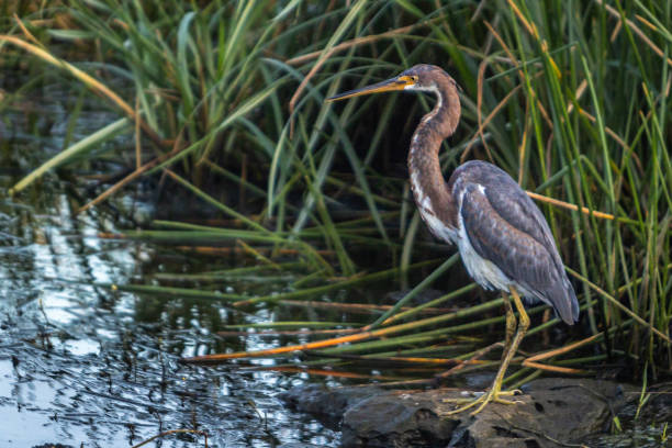 istock Tricolored heron, (Egretta tricolor), Tricolor Egret, White-bellied Heron. 2148190833