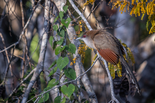 Great lizard-cuckoo in the magnificent natural reserve of Matanzaz in Cuba.