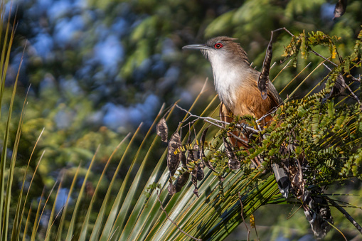 Great lizard-cuckoo in the magnificent natural reserve of Matanzas in Cuba.
