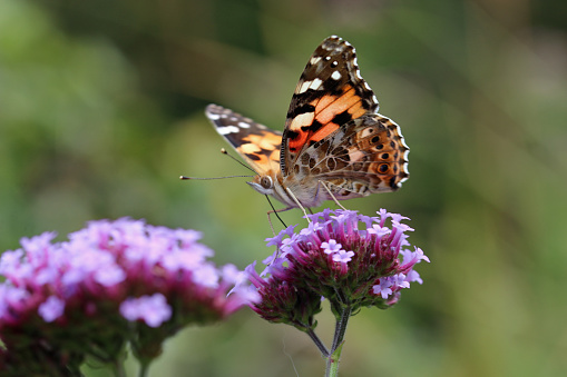 Clusters of purple Argentinian vervain, Verbena bonariensis, flowers with a feeding painted lady butterfly, Vanessa cardui, in close up and a background of blurred leaves.