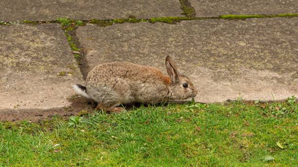istock Rabbit Searching For Piece Of Bread. 2148192281