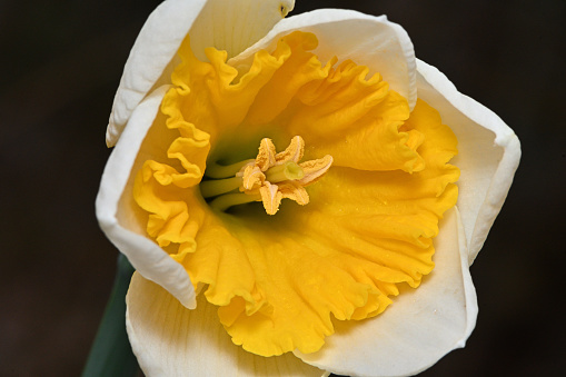 Close-up of a daffodil's first day in bloom, early April, Connecticut