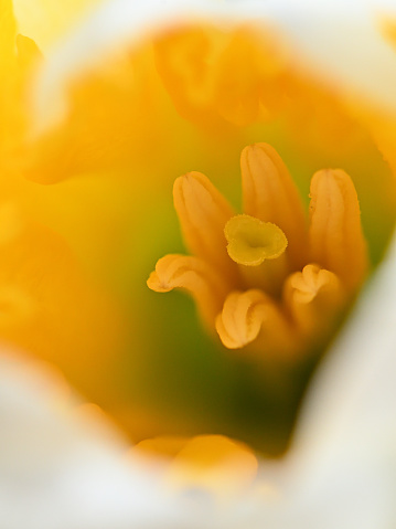 Ultra-close shot of a daffodil's first day in bloom, early April, Connecticut