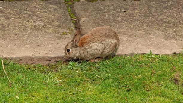 istock Rabbit Searching For Piece Of Bread. 2148192403