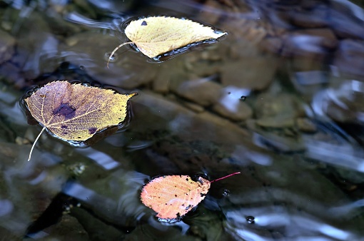 It's getting to be that time of year again, leaves falling into ponds and floating around waiting to have their picture taken. The yellow leaves are Eastern Cottonwoods or sometimes referred to as  just a Poplar Tree