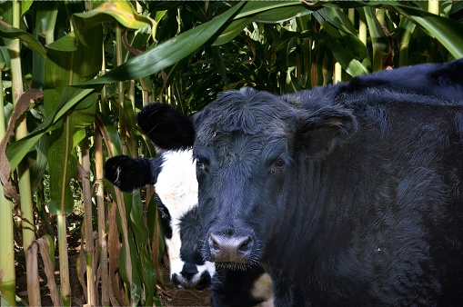 A mama cow with her calf in front of a corn field