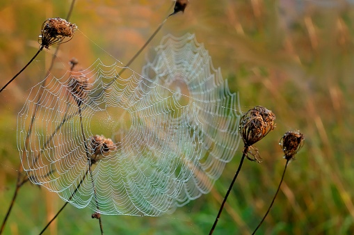 It appears there are two dew jeweled spider webs on thistle pods, but the back web is a reflection of the front web of of the water in the air