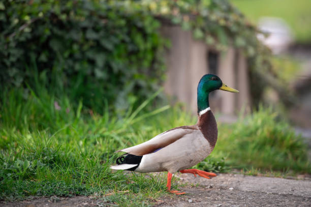 istock Nature wildlife mallard duck on a green grass. 2148192690