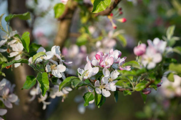 istock White and pink apple tree blossoms against green foliage blurred background 2148192768
