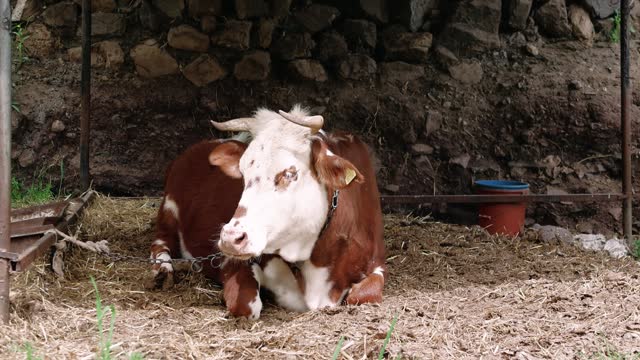 Red cow lies on farm, drives away flies. Cow, farm shown in natural setting. Cow, farm depicted peacefully. Cow, farm captured in authentic moment