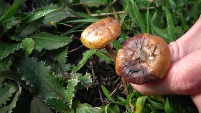 Hand with manicure tears the mushroom in the grass, inedible dangerous mushroom, you can poison yourself if you eat it