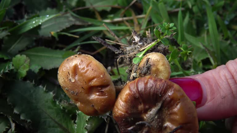 Hand with manicure tears the mushroom in the grass, inedible dangerous mushroom, you can poison yourself if you eat it