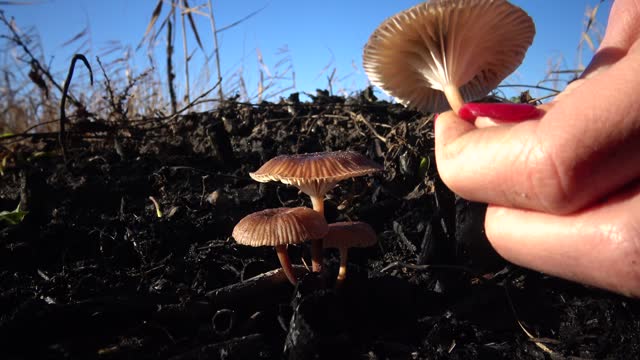 Hand with manicure tears the mushroom in the grass, inedible dangerous mushroom, you can poison yourself if you eat it