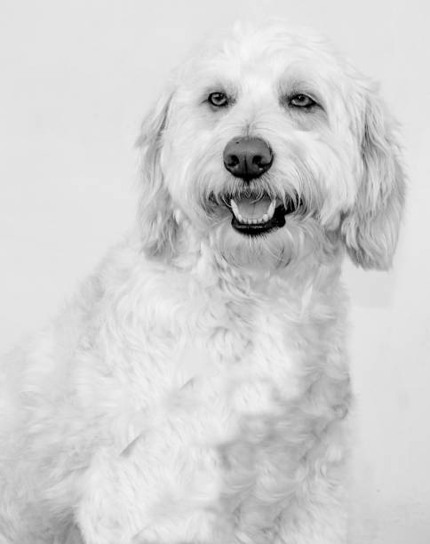 istock Black and white portrait of a white dog 2148193027