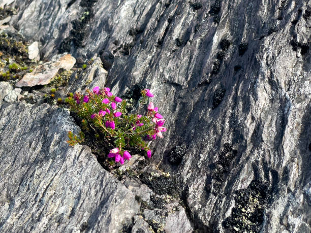 istock Mount Gabriel, Cnoc Osta, overlooking Schull, County Cork 2148193115