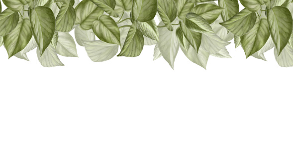 Watercolor border on white background. Scindapsus Aureus leaves. For your projects, prints, cards, invitations, booklets, notepads. Eco-friendly theme